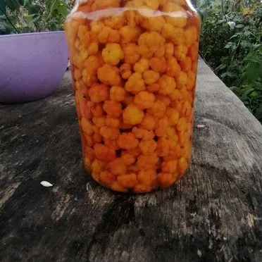 Морошка ягоды