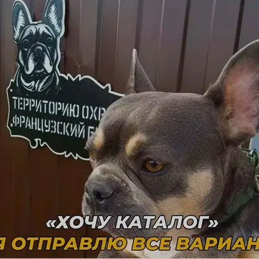 Табличка с животными питомцами по фото