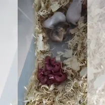Кормовые мыши, Новосибирск