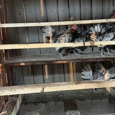 Продам кур породы сибрайт
