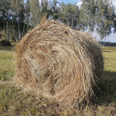 Сено в тюках