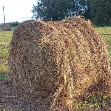 Сено в тюках