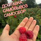 Малина свежая самосбор