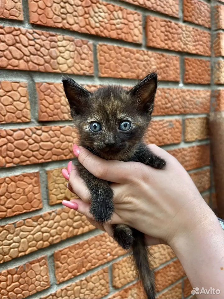 Котёнок в добрые руки, Краснодар
