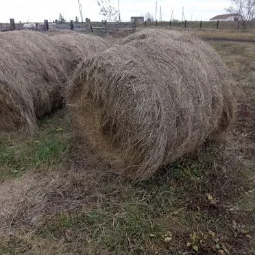 Продам сено в рулонах