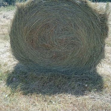Продам сено в рулонах