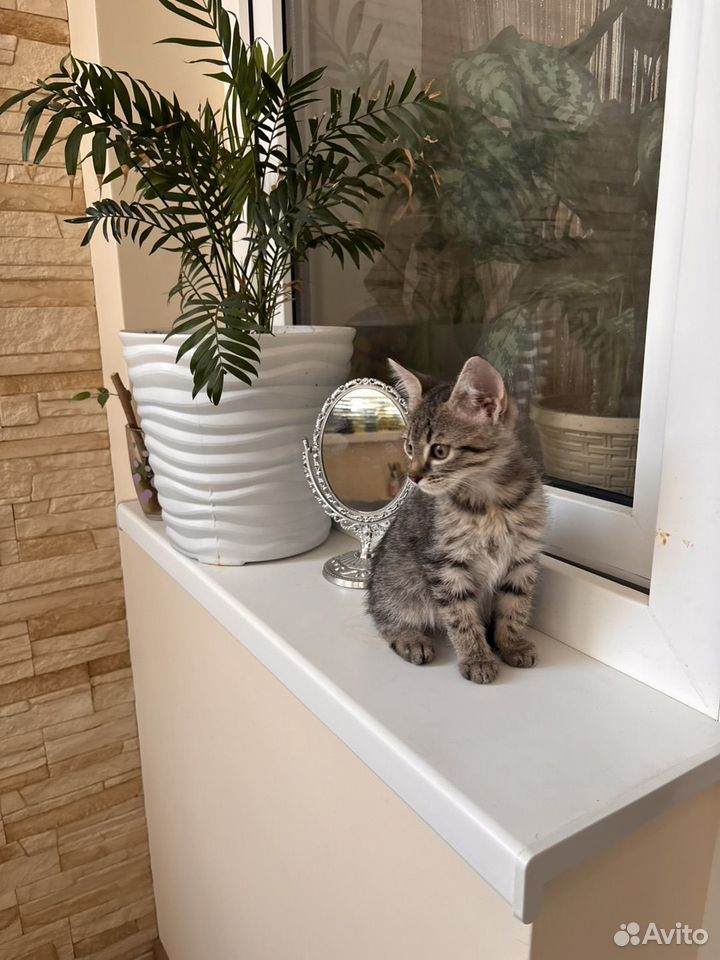 Котёнок в добрые руки, Краснодар
