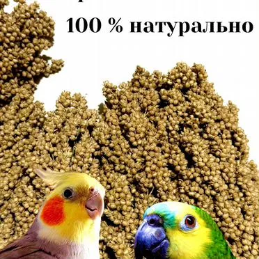 Сорго в колосьях,просо,чумиза, корм для попугаев