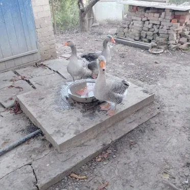 Гуси