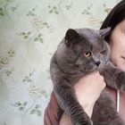 Британский короткошёрстный кот, вязка