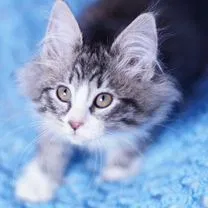 Сибирский котёнок, Белгород