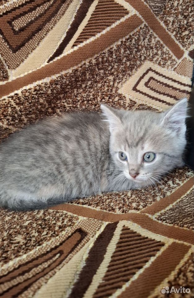 Котёнок в добрые руки, Липецк