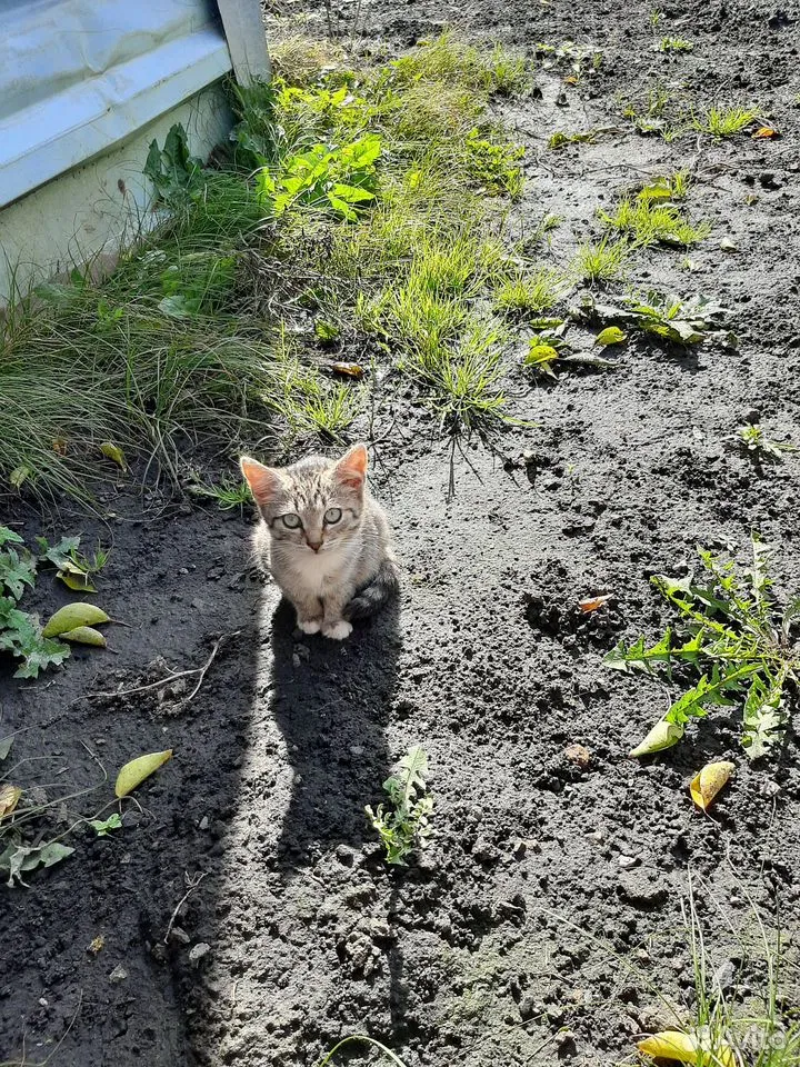 Котёнок в добрые руки, Липецк