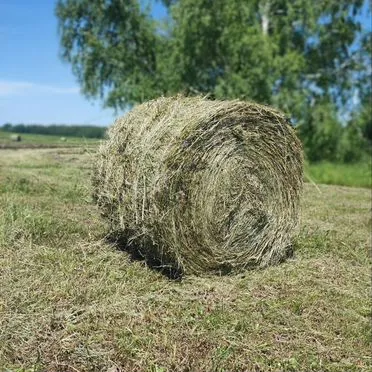 Сено