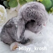 Декоративный кролик Mini Lop, Брянск