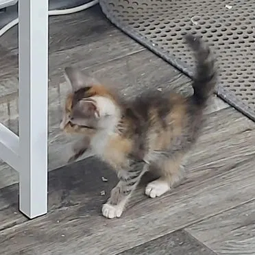 Котёнок в добрые руки