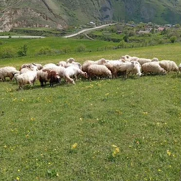 Овцы и бараны