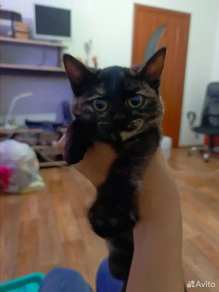 Котёнок в добрые руки, Тюмень