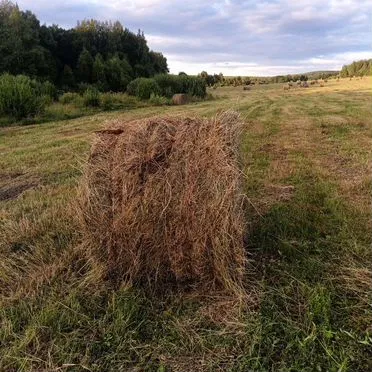 Продам сено в рулонах