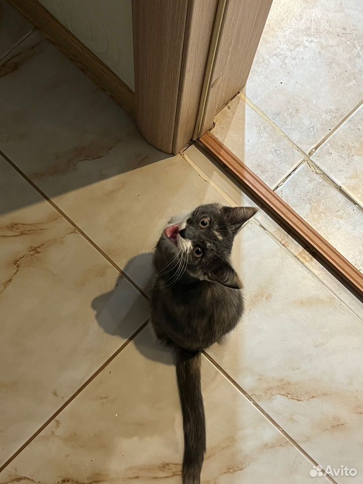 Котёнок в добрые руки, Тюмень