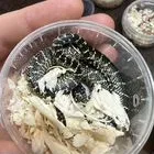 Змеи, полозы, королевские змеи