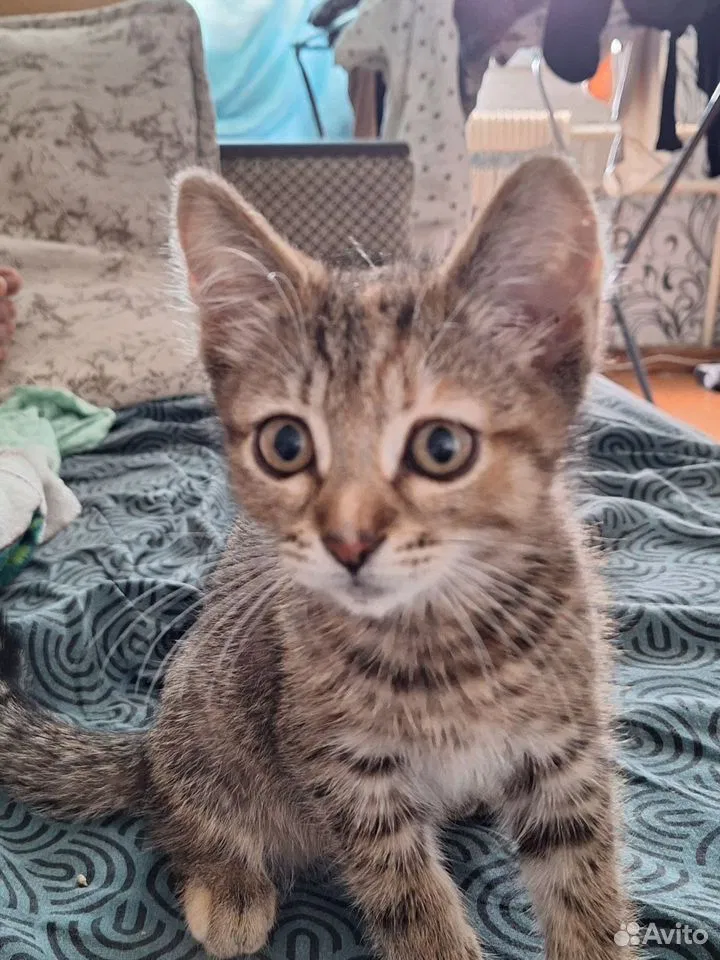 Сиамский котёнок, Липецк