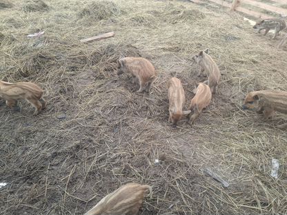 Продам кабанов, Нижний Одес