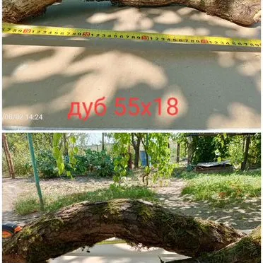 Коряги дуб, клен, ясень