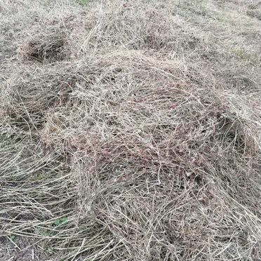 Сено в тюках