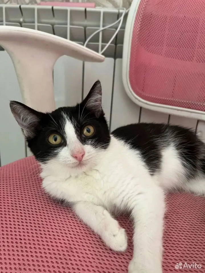 Котёнок в добрые руки, Тюмень