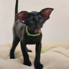 Ориентальный котёнок