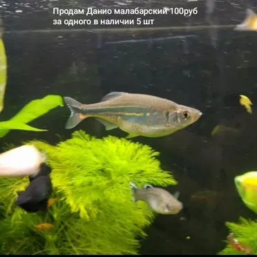 Рыба