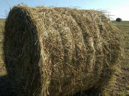 Продам сено в тюках, Нерчинск