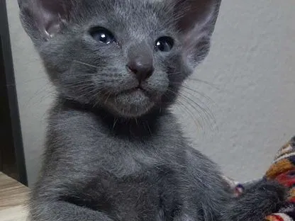 Ориентальный котёнок, Айкино