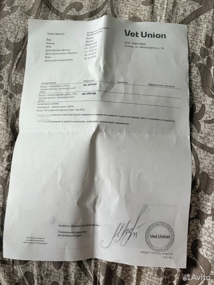 Котёнок в добрые руки, Липецк