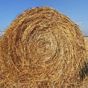 Продам сено