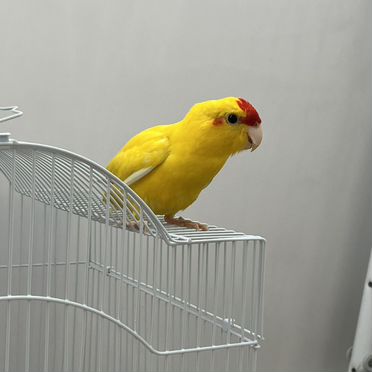 Клетка для попугая