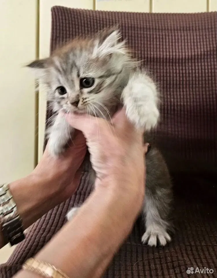 Котёнок в добрые руки, Котельники