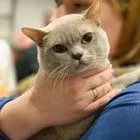 Европейский бурманский кот, вязка
