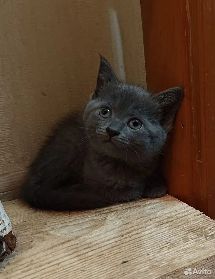 Котёнок в добрые руки, Липецк