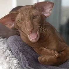Ориентальный котёнок