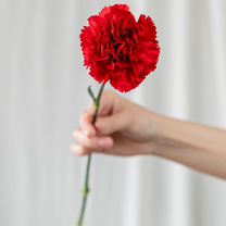 Цветы. Гвоздики с доставкой в Улан-удэ, Улан-Удэ