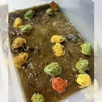 Лягушка рогатка, Благовещенск