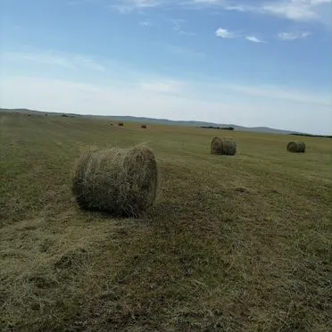 Продам сено в рулонах, свежее