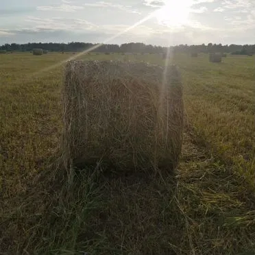 Сено в тюках