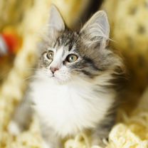 Сибирский котёнок, Белгород