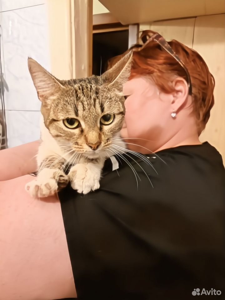 Котёнок в добрые руки, Липецк