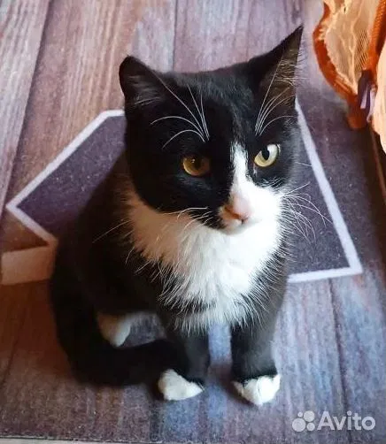 Котёнок в добрые руки, Тюмень