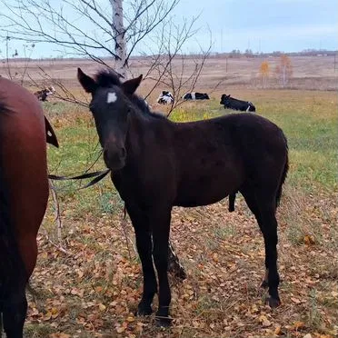Лошадь с жиребенком