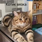 Шотландский прямоухий короткошёрстный кот, вязка